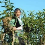 Enfin, on peut citer un dernier partenaire TES : Ecolink, au Vietnam. Son organisation est fondamentalement différente car il s’agit d’une entreprise, et non d’une organisation de producteurs. C’est un ‘social-business’[11] spécialisé dans la production et l’export de thé bio de montagne, au Nord du Vietnam. Le but de l’entreprise est de créer des filières durables et viables, dont tout le monde ressort gagnant – du producteur au consommateur. Ecolink souhaite réellement développer une marque locale de qualité. Ainsi, ce qui peut à première vue sembler être un modèle axé sur la rentabilité financière est bien en fait un modèle axé sur la rentabilité sociale et l’impact environnemental.   