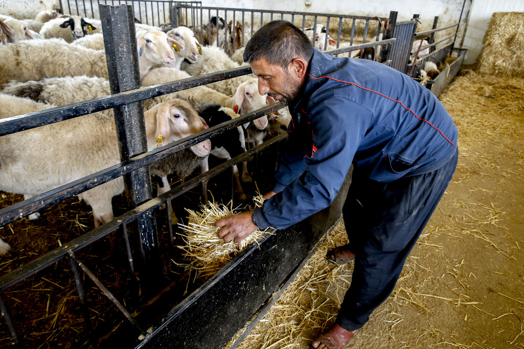 Coopérative agricole à beit furik (naplouse).