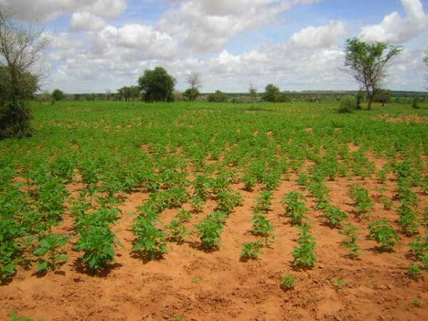 Champs sesame fumure organique garbey kourou juillet 2013