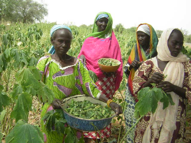 Productrices de semences paysannes de gombo de koulikoira, gothèye sept 2013