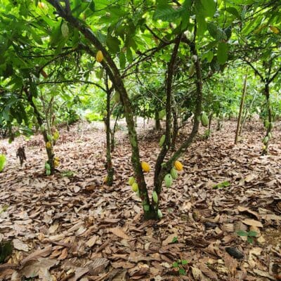 20250520_103250 Plants cacao Cote d'Ivoire