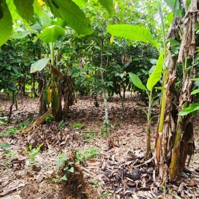 20250520_103305 Plants cacao 2 cote d'ivoire