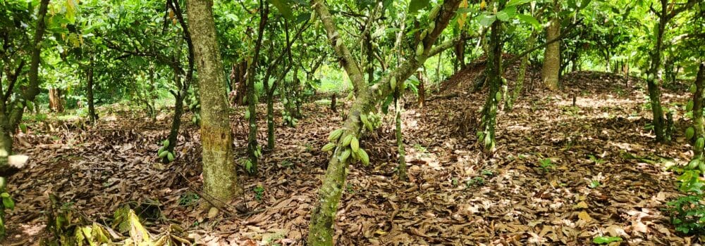 Retour de mission : en Côte-d’Ivoire, nos partenaires face à la baisse de production du cacao