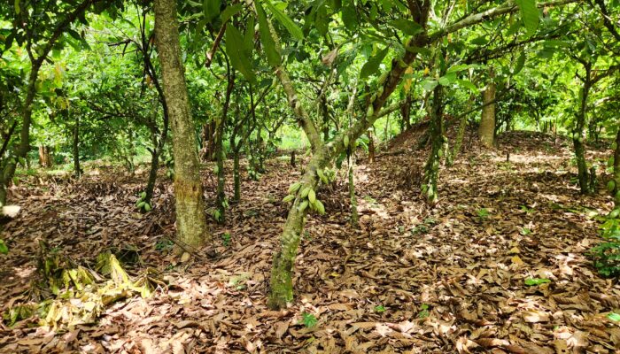 Plants cacao 5 Cote d'Ivoire