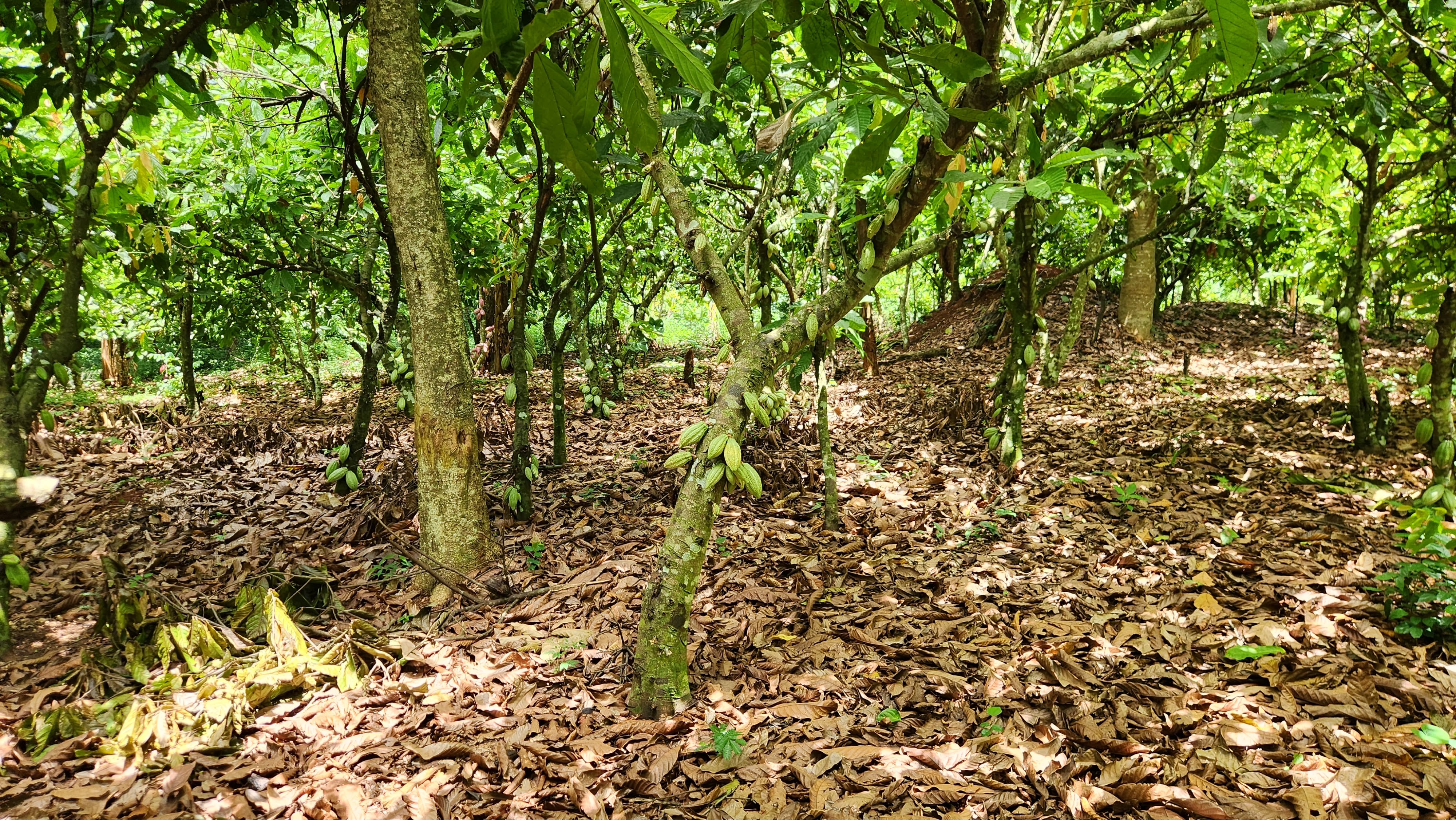Plants cacao 5 Cote d'Ivoire