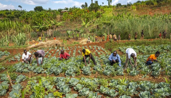 Burundi, IMF Ishaka 2025 ©philippe lissac/godong pour SIDI